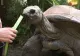 VIDEO | A murit cel mai în vârstă rezident al Grădinii Zoologice din Viena. Avea 130 de ani