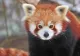 VIDEO Doi pui de panda roșu - VEDETE în România, la Zoo Brașov. Cei doi ursuleți așteaptă să fie „botezați” de public