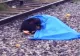 Povestea cățelușei care refuză să părăsească trupul stăpânei lovite mortal de tren. Fotografia care a înduioșat o lume întreagă