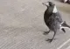 INCREDIBIL: O pasăre îngrijită de un câine a început ... să latre! - Imaginile, virale pe net