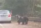 VIDEO Goana după o poză pentru Social Media ne poate costa VIAȚA! Turistă, ATACATĂ de urs pe un traseu montan