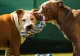 O femeie și cățelul său, atacați de un câine din rasa Amstaff, pe o stradă din Bârlad