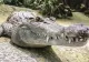 Petrecere de coșmar la grădina zoologică. Femeie mușcată de aligator, în SUA - VIDEO