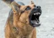 TRAGEDIE în SUA. Un copil de nici 2 ani, SFÂȘIAT de câine, după ce a fost lăsat în grija fraţilor mai mari