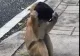 VIDEO | Maimuța adaptată pandemiei, surprinsă în timp ce își pune pe față o mască găsită pe stradă