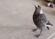 VIDEO | O pasăre crescută de un câine a învățat să latre. Imaginile au devenit virale 
