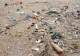 Vietățile marine, în pericol! DEZASTRUL lăsat în urmă de turiști transformă plajele românești în adevărate „scrumiere”