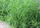 Plantă-minune care poate salva terenurile degradate, cultivată în Buzău. Din ce țară provine și cât de gustoasă este
