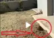 VIDEO – Apăruse o gaură sub casă și se auzeau zgomote ciudate. Proprietarul a început să filmeze și deodata a ieșit ceva din interior