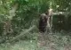 URS prins în gard, eliberat cu mâinile goale