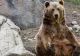 A salvat un pui de URS rămas orfan. Au trecut doar 6 luni și animalul i-a făcut ceva incredibil!
