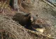 Un sat din Argeş, terorizat de urşi: zeci de animale sfâştiate. Localnicii cer ca ursul să fie împuşcat, după ce a omorât un cal