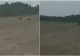 VIDEO RO-Alert de urs în județul Alba. Localnicii sunt disperați, animalele flămânde sunt tot mai periculoase  