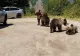 Un urs a coborât din creierii munților și s-a cocoțat direct pe o mașină