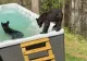 VIRAL O familie de 5 urși se relaxează cu o baie în... piscină, la munte, în SUA - Imagini inedite
