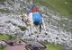 Imagini INCREDIBILE! Unde au zburat zece văcuțe cu elicopterul? VIDEO