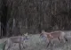 VIDEO | Două vulpi, dispută pe un măr, într-o gospodărie aflată la poalele Munților Parâng