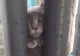 Un motan a devenit viral pe internet. Ce l-a făcut CELEBRU