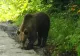ATV-uri de mii de euro distruse de urs: Patronii și turiștii de pe Transfăgărășan, EXASPERAȚI