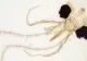 Inițiativă inedită în onoarea Simonei Halep - O specie de insecte îi va purta numele. Reacția sportivei