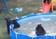 VIDEO Imagini RARE cu o familie de urși, virale pe internet: Cum se distrează animalele sălbatice