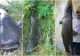 Operațiunea "Monstrul". Somn URIAȘ, capturat în județul Alba. Detaliul care a șocat pescarii
