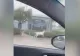 Un cerb alb rar a fost ucis pe străzile unui oraş din Anglia VIDEO
