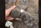 VIDEO – A săpat o groapă în curte și a găsit un obiect – Povestea extrem de tristă din spatele descoperirii