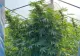 FOTO + VIDEO | Plantație de cannabis în sera cu legume, în Satu Mare