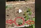 VIDEO – Legumele au inceput sa dispara brusc din gradina – A scos telefonul si a filmat fenomenul ciudat