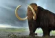 O specie de mamut dispărută acum 4.000 de ani ar putea fi readusă la viață. Cât costă întregul experiment și când ar putea fi pus în practică