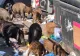 Roma, sub asaltul mistreților. Primarul orașului a depus plângere la Parchet