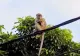 Un pui de câine a fost răpit şi ţinut ostatic de o maimuţă, timp de trei zile, în Malaezia