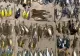 FOTO + VIDEO | Imagini apocaliptice, la New York. Sute de păsări moarte după ce s-au izbit de zgârie-nori