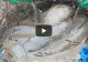 VIDEO – A pescuit cu suc și mentos într-o mlaștină – Rezultatele sunt fabuloase – Totul a fost filmat