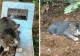 Povestea sfâșietoare a pisicuței care refuză să părăsească mormântul stăpânei - FOTO