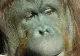 Aproximativ 30 de urangutani din Borneo, testați pentru coronavirus. Care este MOTIVUL
