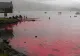 MASACRU de nedescris în Insulele Feroe! Peste 1.400 de delfini, UCIȘI într-o singură zi 