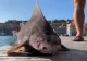 Creatura bizară care seamănă PANICĂ printre pescari: are corp de rechin și bot de porc