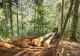 Jurnaliștii și activistul de mediu BĂTUȚI în timp ce filmau în pădure, mărturii la Guvern - Promisiunea lui Florin Cîțu