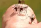 Remedii pentru înțepăturile de insecte. Cele mai la îndemână soluții în cazul ciupiturilor de țânțari