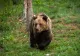 ALERTĂ în Prahova! A doua VICTIMĂ în stare gravă în urma atacurilor urșilor în ultimele 24 de ore