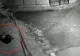 VIDEO | Un urs ucide o oaie într-o gospodărie din Dâmbovița. Localnicii sunt disperați