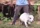 VIDEO | Cea mai mică vacă din lume, în Cartea Recordurilor 