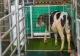 VIDEO Văcuțele, învățate să folosească toaleta pentru a proteja mediul - În ce țară se extinde experimentul