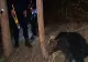 Urs prins în capcană, eliberat de autorități 