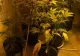 5 plantații de canabis, descoperite într-o comună din Iași. 8 persoane reținute