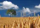 Cum poate preveni grâul criza alimentară mondială. Valeriu Tabără, semnal de alarmă