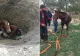 Salvare SPECTACULOASĂ a unui cal, reușită contracronometru a pompierilor militari din Bihor - FOTO&VIDEO