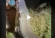 VIDEO – Monstrul găsit de un pescar român – Ce a făcut cu el i-a impresionat pe internauți: “Dacă nu filmai nu te credeam”